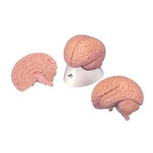 3B 2분리 뇌모형 C15 인체모형 교육용 뇌 해부 모형