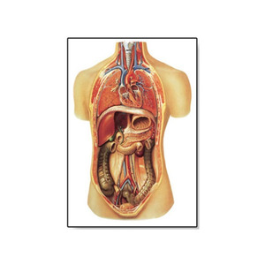 [3B] Internal organs Chart(V2006M)/인체해부도
