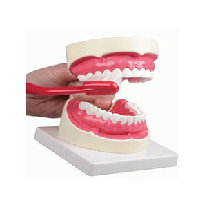 치아모형(1.5배크기) [D217] 구강보건교육자료 대형치아모형