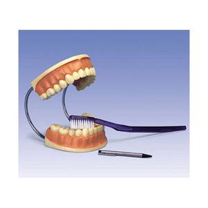 치아모형 (D16)