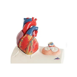 심장 모형 G01 인체 모형