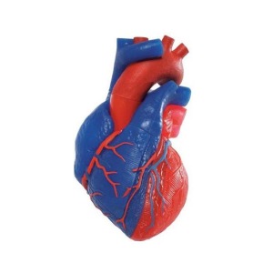 심장 모형 G01/1 인체 모형