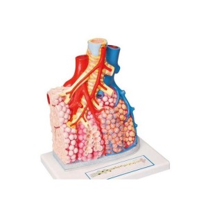 3B 폐소엽과 혈관 모형 G60 인체 모형