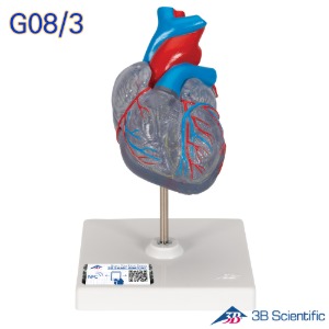 3B Scientific 인체모형 G08/3 2분리 투명 심장모형 전도계표현