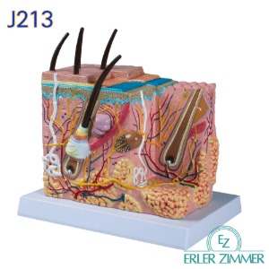 ERLER ZIMMER 인체모형 J213 피부모형 50배 피부확대모형