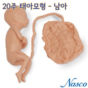 NASCO USA 20주 태아모형 Male 남아 LF00830