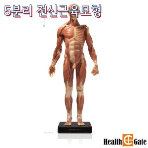 AnatomyTools USA 전신근육 Muscular 5파트분리 VE3