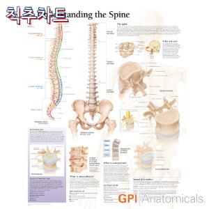 Anatomical 1051 Understanding the Spine 척추차트 56X71cm 대형사이즈