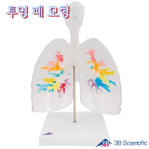 3B Scientific 후두와 기관지포함 폐 인체모형 G23/1 투명한 폐 모형