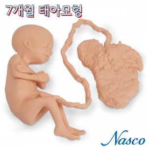 NASCO USA 7개월 태아모형 Female 여아 LF00708