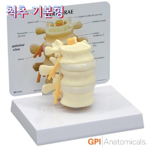 GPI USA 추간디스크와 신경을 포함한 기본형 척추모형 G150
