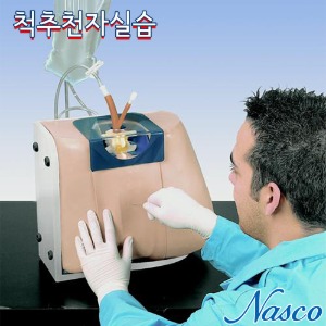 NASCO USA 척추천자 임상술기 실습모형 LF01036 요추천자실습