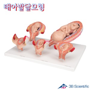 3B Scientific 5단계 태아발달모형 L11/9 태아모형 임신출산교육