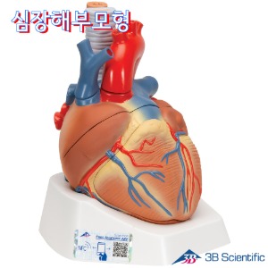 3B Scientific 7분리 심장해부모형 VD253 심장모형