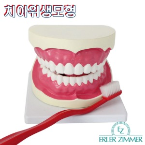 ERLER ZIMMER 인체모형 D216 5배확대 치아모형 치아위생 구강위생