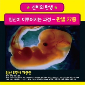 보건교육지원센터 KIM2-305 성교육교재 탄생의신비 임신과정27종판넬