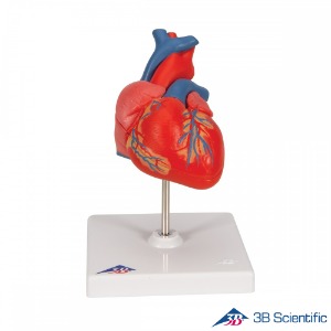 3B Scientific 인체모형 G08 2분리 심장모형 기본형
