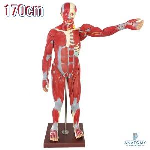 ANATOMY KOREA 170cm 인체사이즈 27분리 전신근육모형 GD/A11301