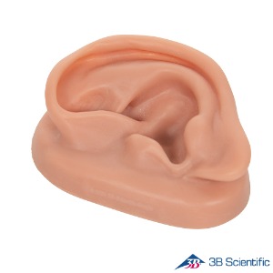3B Scientific 귀 침술모형 귀모형 왼쪽귀 N15/1L 실제사이즈 인체모형