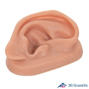 3B Scientific 귀 침술모형 귀모형 오른쪽귀 N15/1R 실제사이즈 인체모형