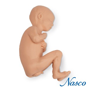 NASCO USA 10개월 태아모형 Male 남아 LF00931