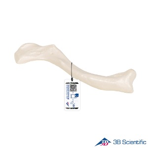 3B Scientific 인체해부모형 쇄골모형 A45/5 좌우선택 Clavicle 쇄골뼈