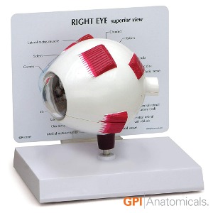 GPI USA 안구 해부모형 G2751 2분리 안구모형 Right Eye Model