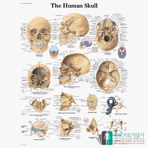 3B Scientific 두개골 인체해부차트 VR1131 The Human Skull 두개골구조 병원액자