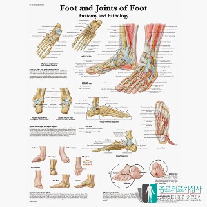 3B Scientific 발관절 인체해부차트 VR1176 Foot and Joints of Foot 발구조 병원액자