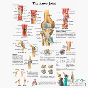 3B Scientific 무릎관절 인체해부차트 VR1174 The Knee Joint 무릎구조 병원액자