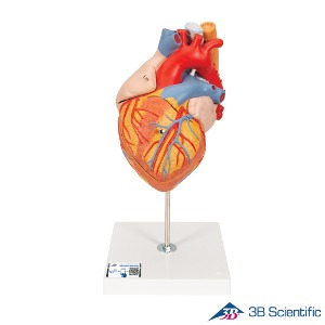 3B Scientific 5분리 2배확대 심장해부모형 G13 심장모형