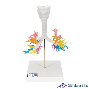 3B Scientific 후두와 기관지모형 G23 CT이미지 3D모델링 실제사이즈 Bronchial Tree