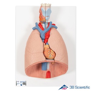 3B Scientific 7분리 실제사이즈 심장포함 호흡기 후두 폐 G15 인체해부모형