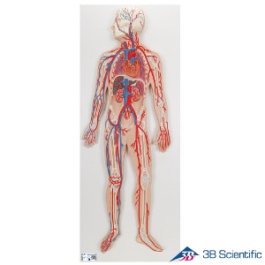 3B Scientific 동맥 정맥 혈관 순환계 모형 G30 1/2사이즈 80cm 축소모형