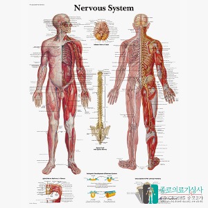 3B Scientific 신경계 인체해부차트 VR1620 신경구조 Nervous 병원액자