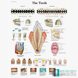 3B Scientific 치과 치아구조 인체해부차트 VR1263 치과 병원액자