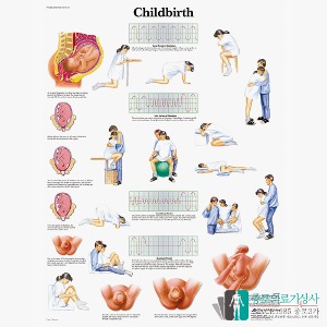 3B Scientific 산부인과 출산의 이해 인체해부차트 VR1555 Childbirth 병원액자