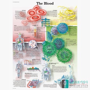 3B Scientific 혈액의 구성 및 질환 인체해부차트 VR1379 The Blood 병원액자