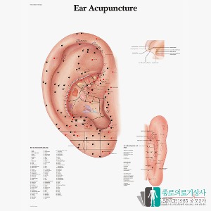 3B Scientific 귀 경혈점 인체해부차트 VR1821 Ear Acupuncture 병원액자