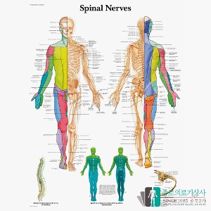3B Scientific 척수신경 인체해부차트 VR1621 Spinal Nerves 척추신경 병원액자