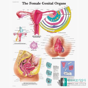 3B Scientific 산부인과 여성생식계 인체해부차트 VR1532 Female Organs 병원액자