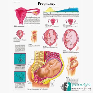 3B Scientific 산부인과 임신의 이해 인체해부차트 VR1554 Pregnancy 병원액자