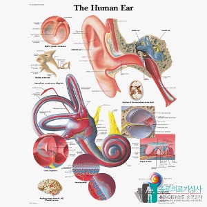 3B Scientific 귀 Ear 인체해부차트 VR1243 귀의구조 병원액자
