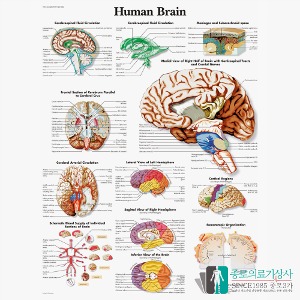 3B Scientific 뇌구조 인체해부차트 VR1615 Brain 뇌단면 뇌구조 병원액자