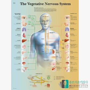 3B Scientific 자율신경계 인체해부차트 VR1610 Vegetative Nervous 병원액자