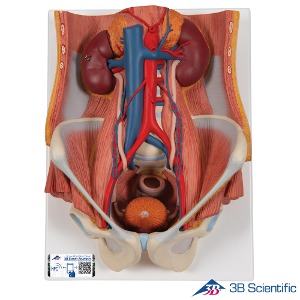 3B Scientific 인체해부모형 6파트 양성 비뇨기계 K32 Urinary System 비뇨기 해부모형