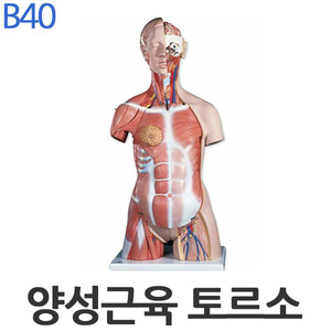3B 고급형 양성 근육 토르소 모형 B40 31분리