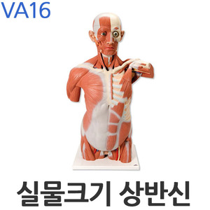 3B 실물크기 상반신 근육모형 27파트 분리 VA16