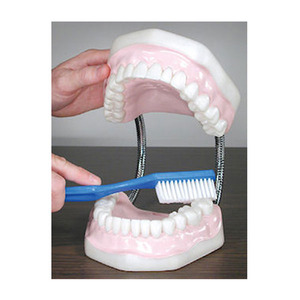 대형치아모형 [64514] 치아모형 구강보건교육