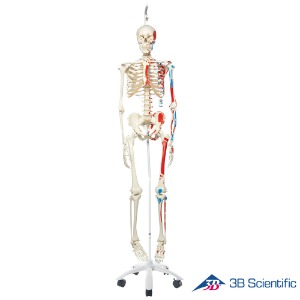3B Scientific 인체모형 근육체색 전신골격모형 A11/1 두정골스탠드